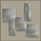 Five metal panels display cutouts of human bones: foot, knee, pelvis, spine, and hand.
