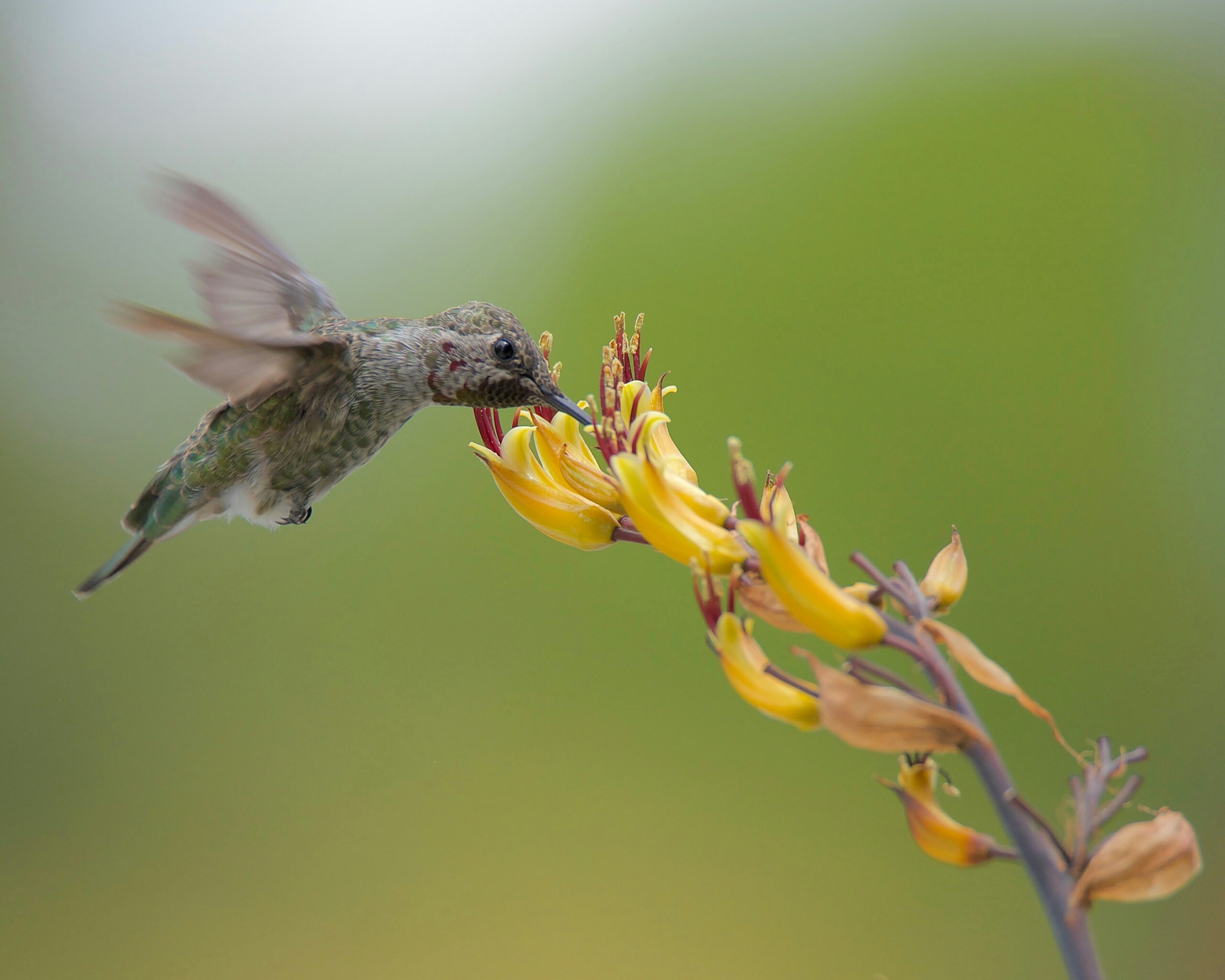 A hummingbird hovers near vibrant yellow flowers, feeding with its long beak.